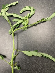 Phyllanthus urinaria