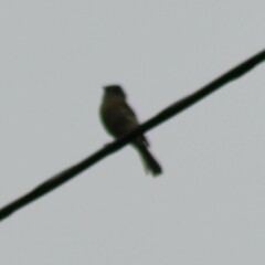 Tyrannidae