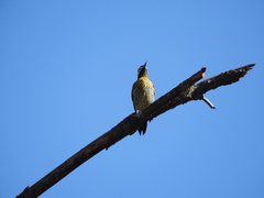 Colaptes melanochloros