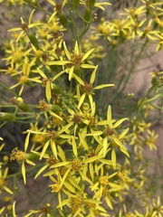 Senecio spartioides