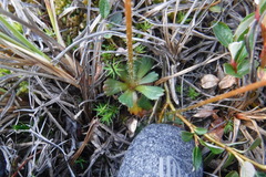 Micranthes foliolosa