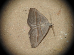 Scotopteryx