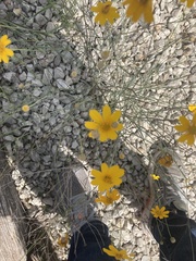 Thelesperma simplicifolium