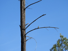 Colaptes melanochloros