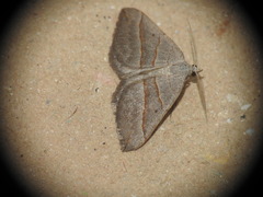Scotopteryx