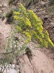 Senecio spartioides