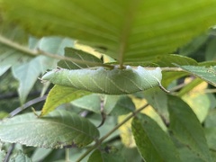 Amorpha juglandis