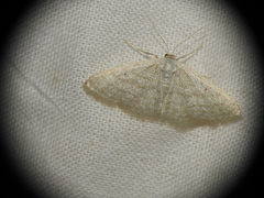 Idaea subsericeata