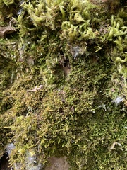 Claopodium crispifolium