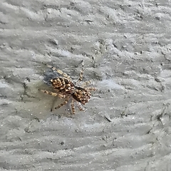 Platycryptus californicus