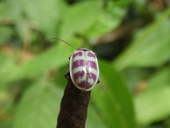 Oedionychina