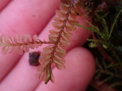 Plagiochila