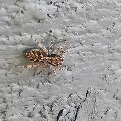 Platycryptus californicus