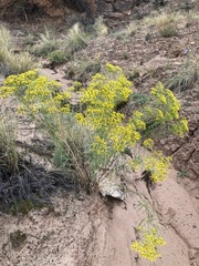 Senecio spartioides