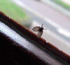 Clogmia albipunctata