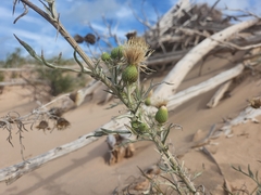 Cirsium pitcheri