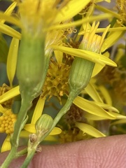 Senecio spartioides