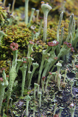 Cladonia gracilis