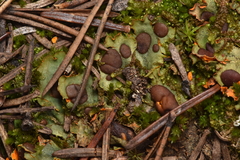 Solorina crocea