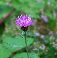 Cirsium dissectum