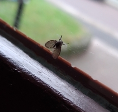 Clogmia albipunctata