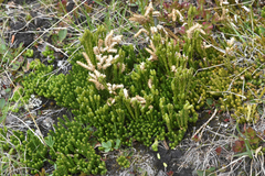 Diphasiastrum sitchense