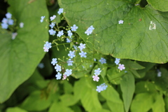 Brunnera sibirica