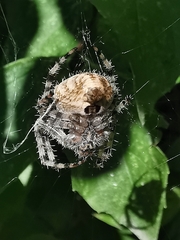 Araneus gemmoides
