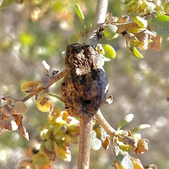 Asphondylia atriplicis