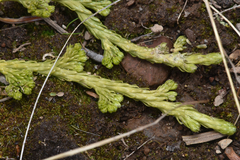 Diphasiastrum sitchense