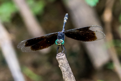 Erythrodiplax attenuata