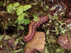 Nearctodesmidae