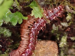 Nearctodesmidae