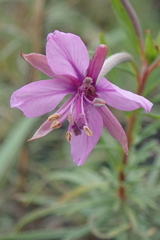 Chamaenerion dodonaei