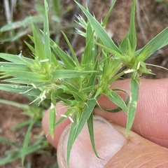 Munroa squarrosa
