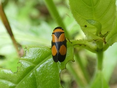 Zuata