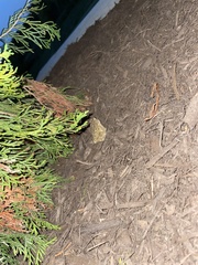 Anaxyrus americanus charlesmithi