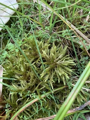 Climacium dendroides