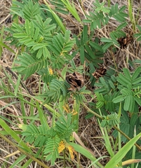 Desmanthus illinoensis