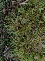 Climacium dendroides