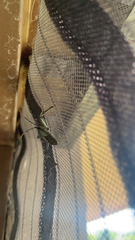 Acanthocephala alata