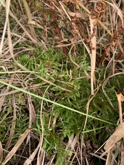 Climacium dendroides