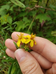 Hypericum densiflorum