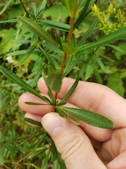 Hypericum densiflorum