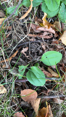 Helianthus occidentalis
