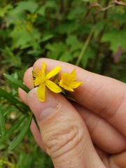 Hypericum densiflorum