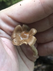 Cortinarius distans