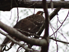 Dromococcyx phasianellus