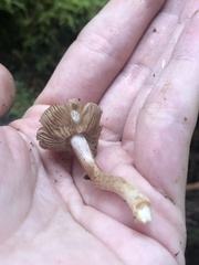 Cortinarius distans