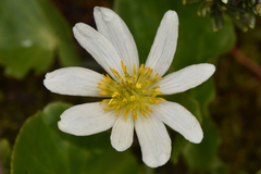 Caltha leptosepala